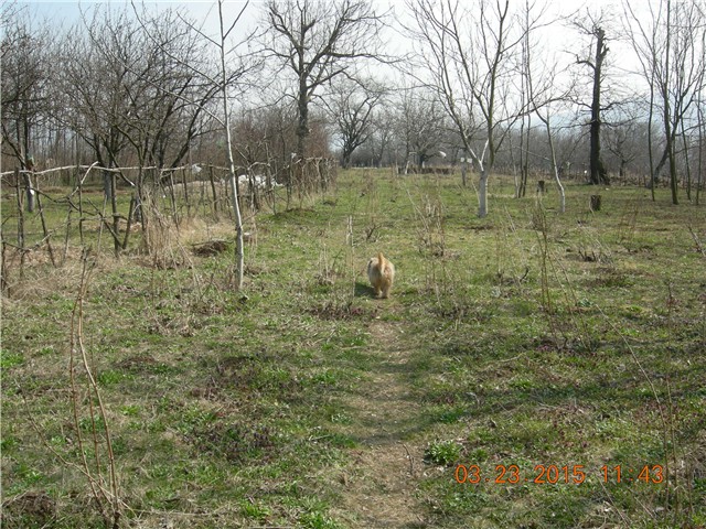 arčilend